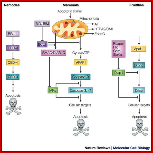 Molecular mechanisms of caspase regulation during apoptosis