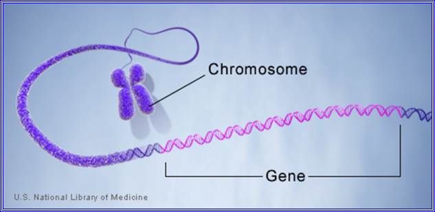 A gene is labeled along the length of a chromosome.