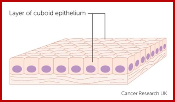 epithelial cells