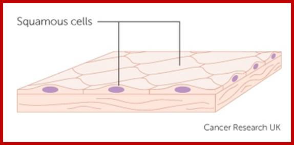 squamous cells