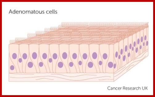 glandular cells