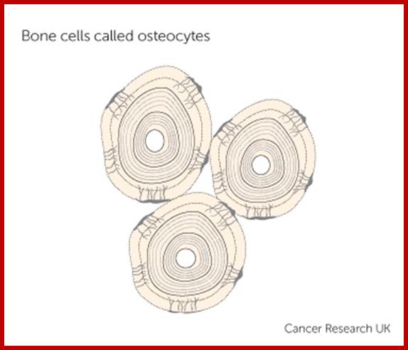 an osteocyte 