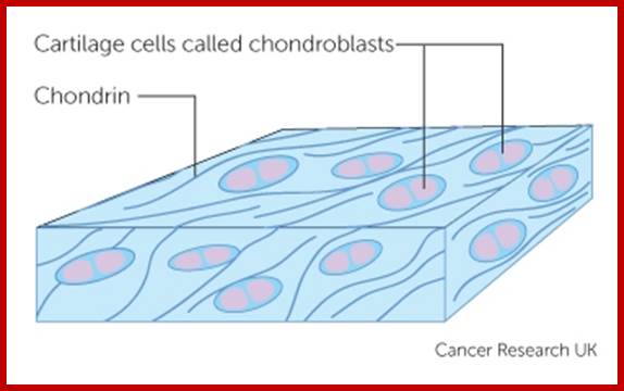 cartilage cells called chondroblasts