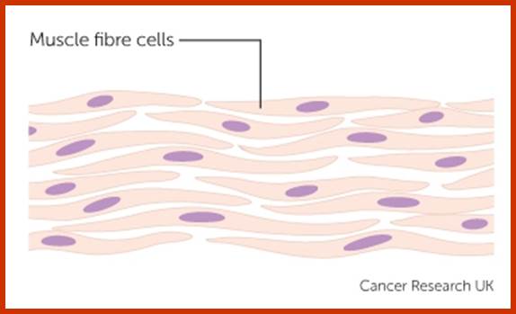 muscle cells