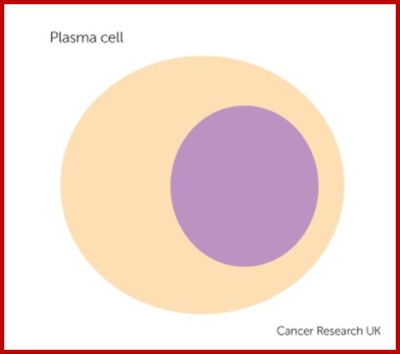 a plasma cell