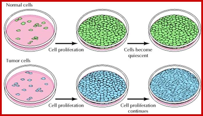 Description: Figure 15.8. Density-dependent inhibition.