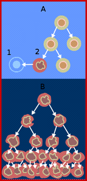 Description: https://upload.wikimedia.org/wikipedia/commons/thumb/2/20/Normal_cancer_cell_division_from_NIH-2.svg/220px-Normal_cancer_cell_division_from_NIH-2.svg.png