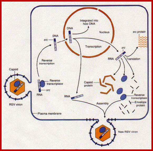 RSV_life_cycle100