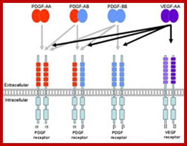 Diagram illustrating VEGF-A activation of PDGF receptors