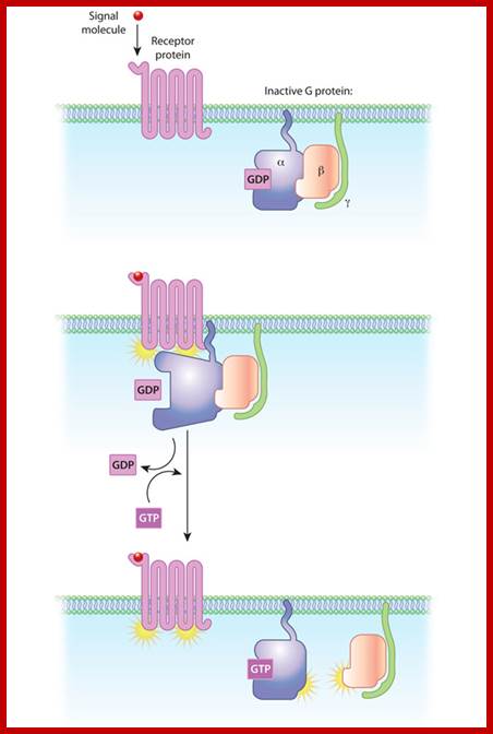 A three-part schematic diagram shows a G-protein-coupled receptor (GPCR) and the alpha, beta, and gamma subunits of a G-protein at different stages. The relationships between the molecules change as they transition from inactive to active states.