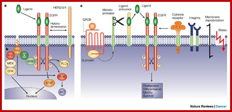 The discovery of receptor tyrosine kinases: targets for cancer therapy