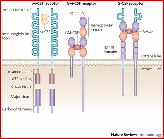 Colony-stimulating factors in inflammation and autoimmunity