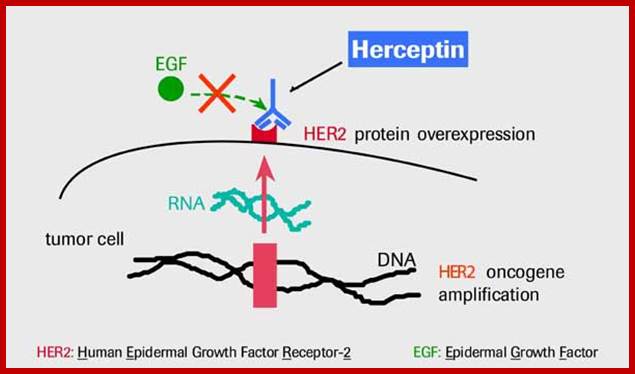Action of Trastuzumab