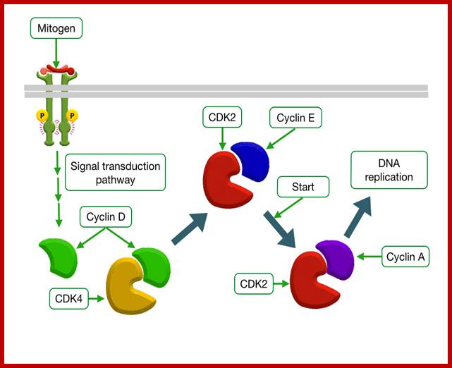 Description: Mitogens Trigger Cell Division