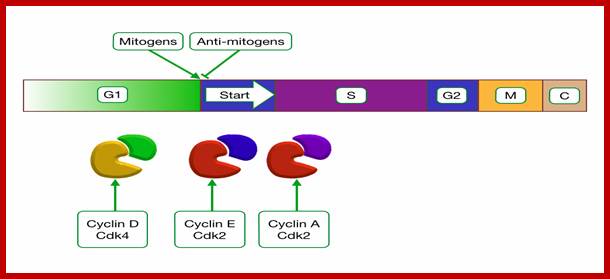 Description: Entry into the Cell Cycle