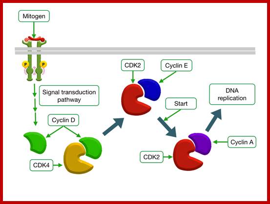 Description: Mitogens Trigger Cell Division