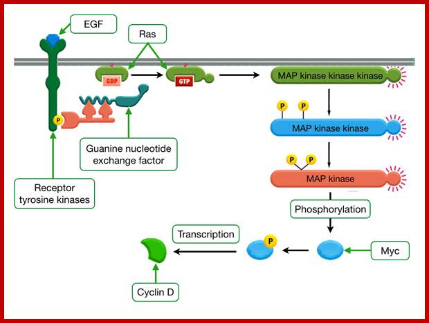 Description: Mitogens Increase Transcription of Cyclin D