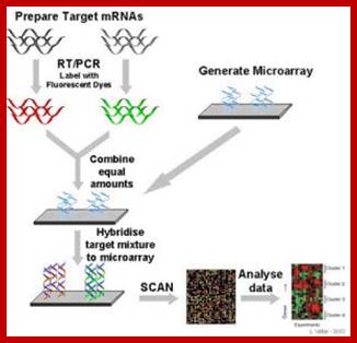 microarray