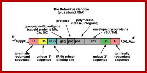 Retrovirus Genome