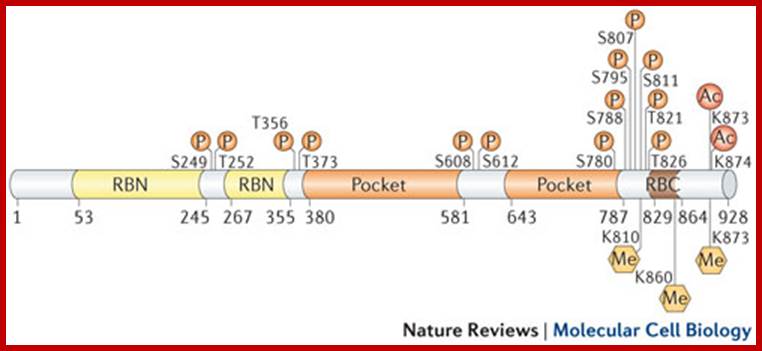 Molecular mechanisms underlying RB protein function