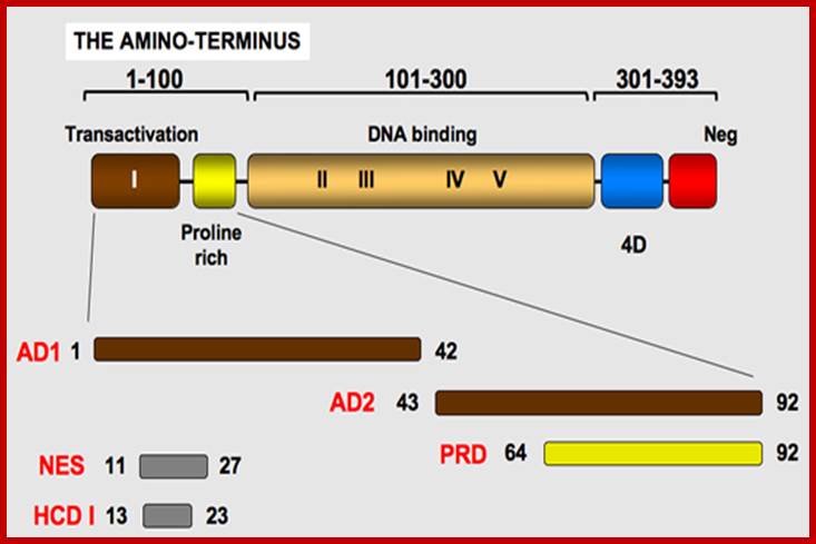 p53_protein