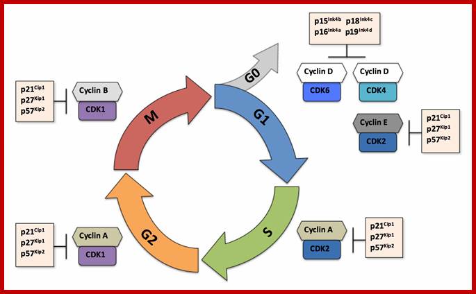 Figure 14.2.1. Eukaryotic cell cycle phases with respective cyclin-CDK complexes and inhibitors (CDKs) (Inspired by Fernandez et. al., 2009)