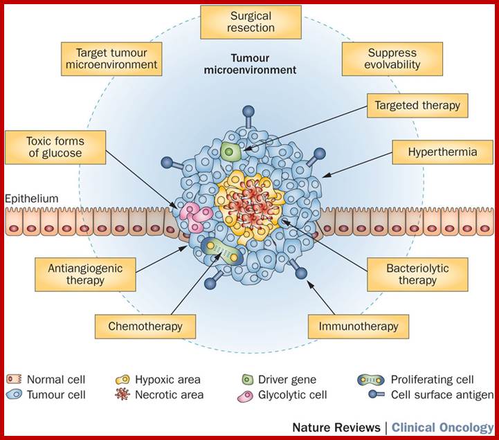 Potential cancer therapies inspired by mechanisms of extinction.