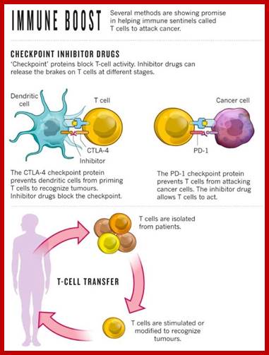 Description: cancer immunotherapy