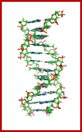 Description: C:\Users\Kantharaj\Desktop\Documents 2015 March\Cancer-16\Biochemistry - Wikipedia, the free encyclopedia1_files\170px-DNA_orbit_animated.gif