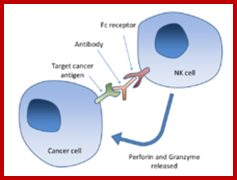 Description: https://upload.wikimedia.org/wikipedia/commons/thumb/0/09/Antibody-dependent_cell-mediated_cytotoxicity.png/220px-Antibody-dependent_cell-mediated_cytotoxicity.png