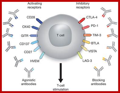 Description: T cell targets for immunoregulatory antibody therapy.