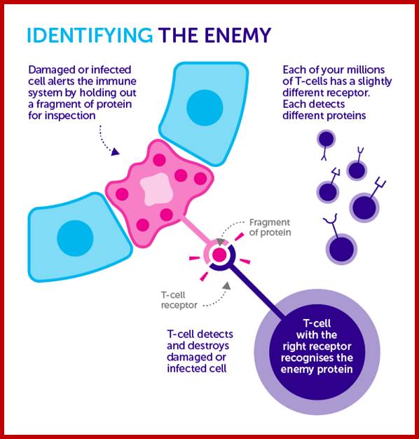 Description: 160104-T-cells-Identify-update