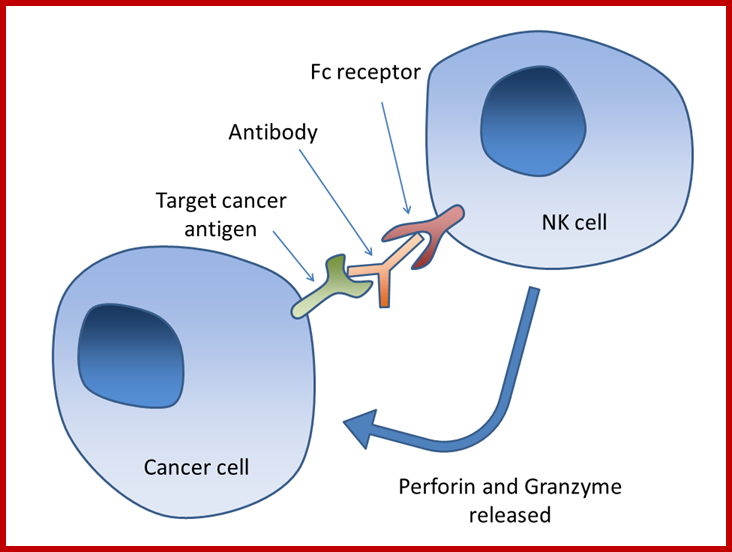 Description: https://upload.wikimedia.org/wikipedia/commons/0/09/Antibody-dependent_cell-mediated_cytotoxicity.png