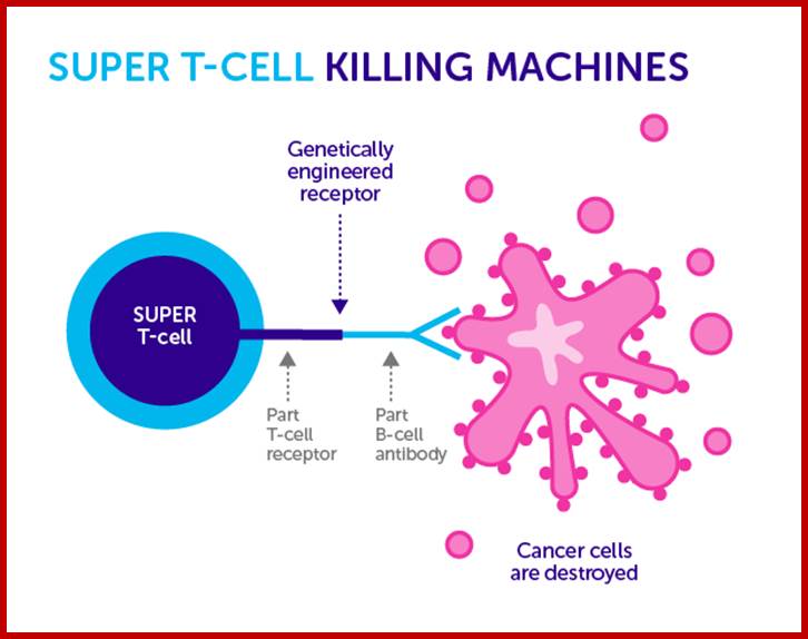 Description: 160104-super-T-cells-update