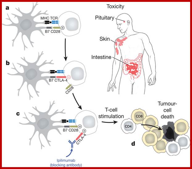 Description: Biological activities of CTLA-4 antibody blockade.