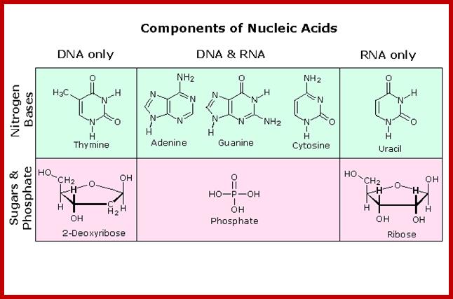 Image result for Chemical composition of DNA and RNAs