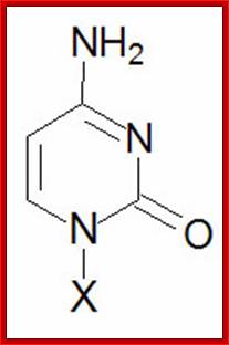 Cytosine nucleobase structure