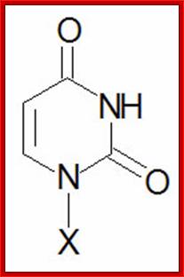 Uracil nucleobase structure