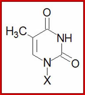 Thymine nucleobase structure