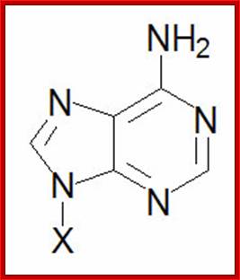 Adenine nucleobase structure