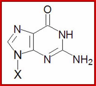 Guanine nucleobase structure