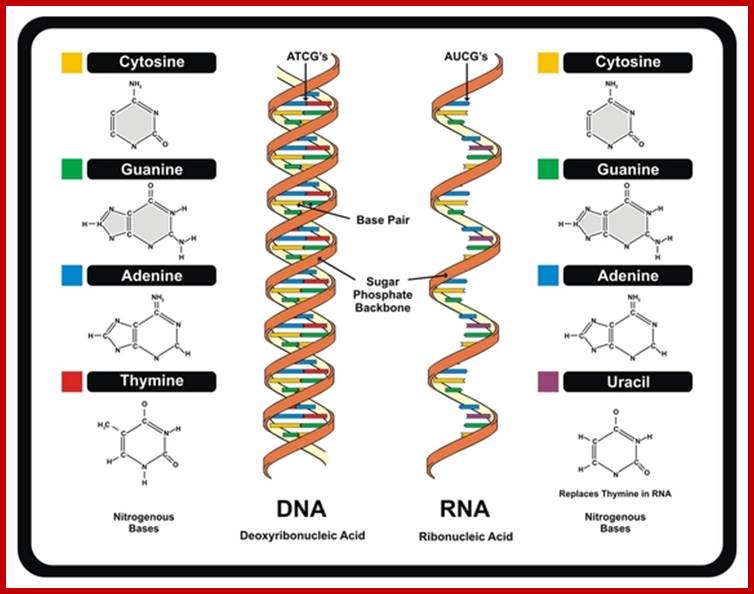 Image result for Chemical composition of DNA and RNAs