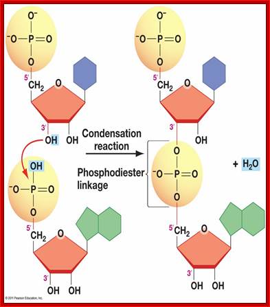 http://www.uic.edu/classes/bios/bios100/lectures/04_02_nucleotides_polymer-L.jpg