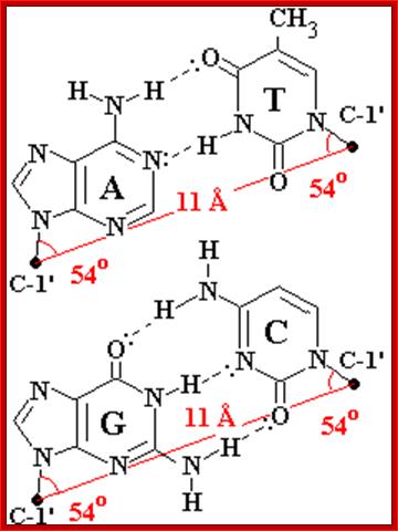 Common base pair geometry