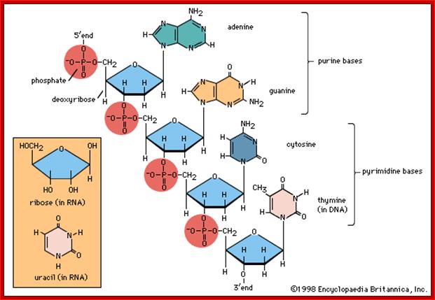 Art:Portion of polynucleotide chain of deoxyribonucleic acid (DNA). The inset shows the corresponding pentose sugar and pyrimidine base in ribonucleic acid (RNA).