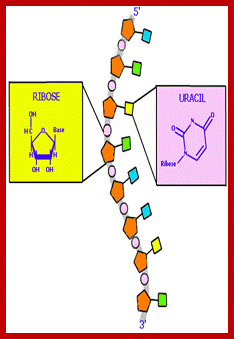 Image result for Chemical composition of DNA and RNAs