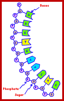 Sequence of its Nucleotide Residues