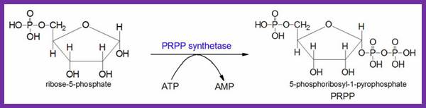 Synthesis of 5-phosphoribosyl-1-pyrophosphate (PRPP)