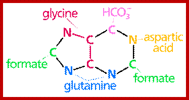 Nucleotide synthesis.svg