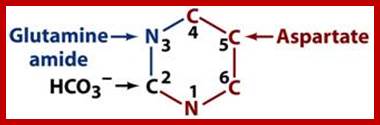 Image result for Pyrimidine ring synthesis